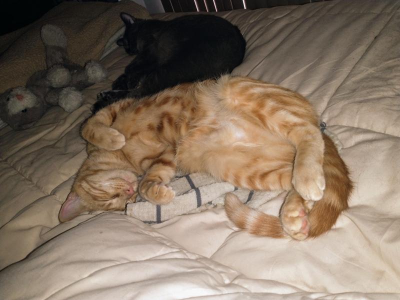 thebugster08 uploaded   1 year/s ago