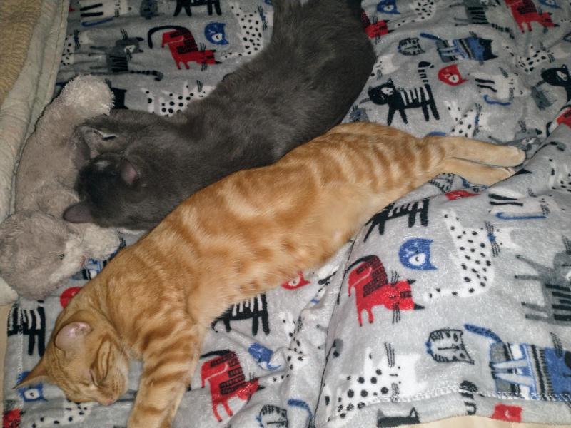 thebugster08 uploaded   351  day/s  ago