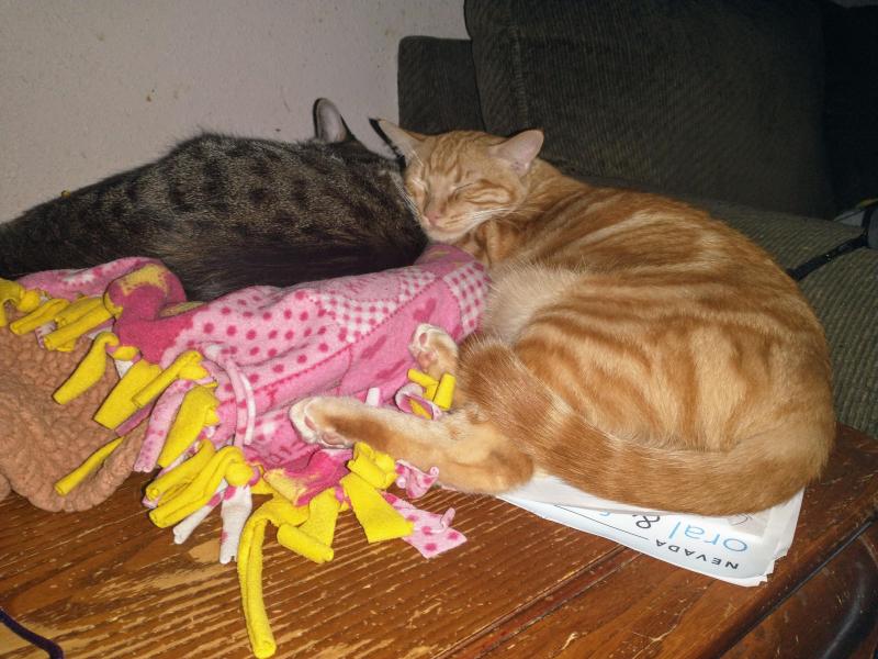 thebugster08 uploaded   330  day/s  ago