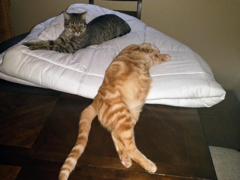 thebugster08 uploaded   287  day/s  ago