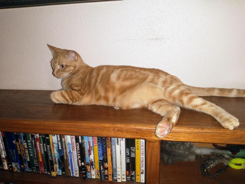 thebugster08 uploaded   280  day/s  ago