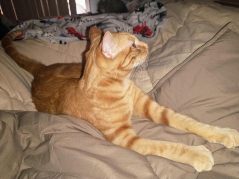 thebugster08 uploaded   294  day/s  ago