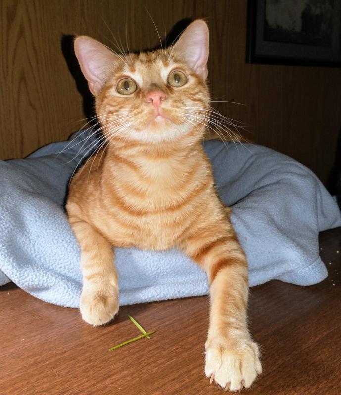 thebugster08 uploaded   253  day/s  ago