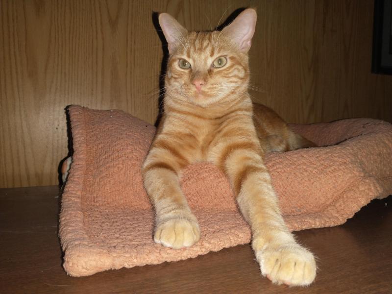 thebugster08 uploaded   221  day/s  ago