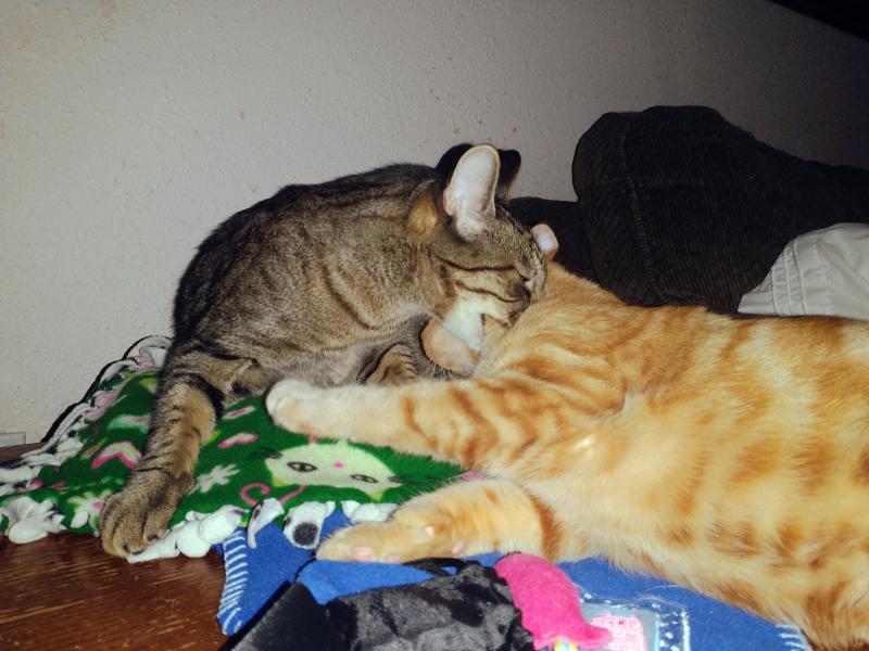 thebugster08 uploaded   207  day/s  ago