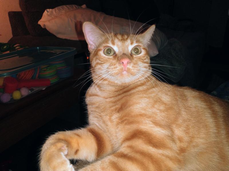 thebugster08 uploaded   207  day/s  ago