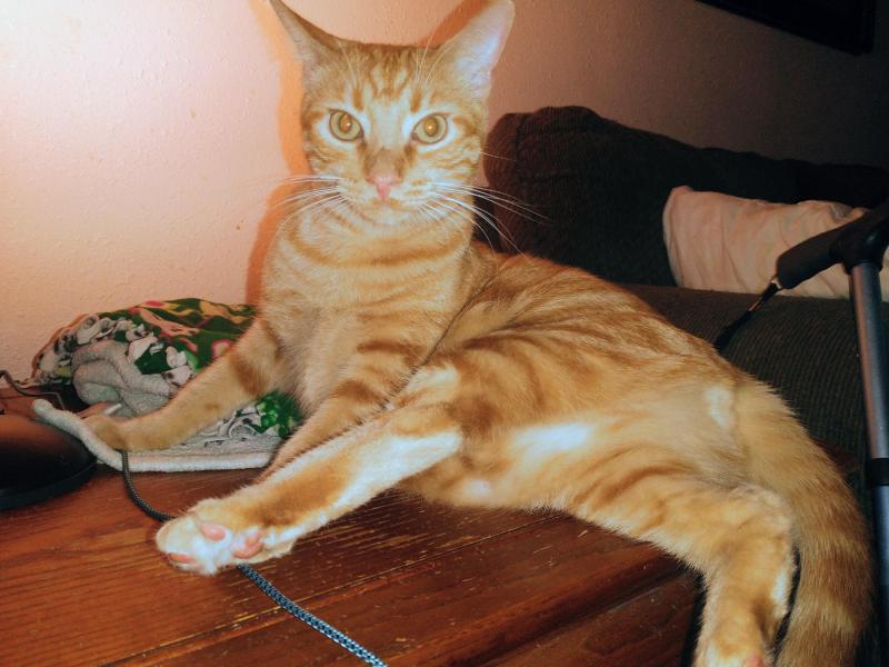 thebugster08 uploaded   228  day/s  ago