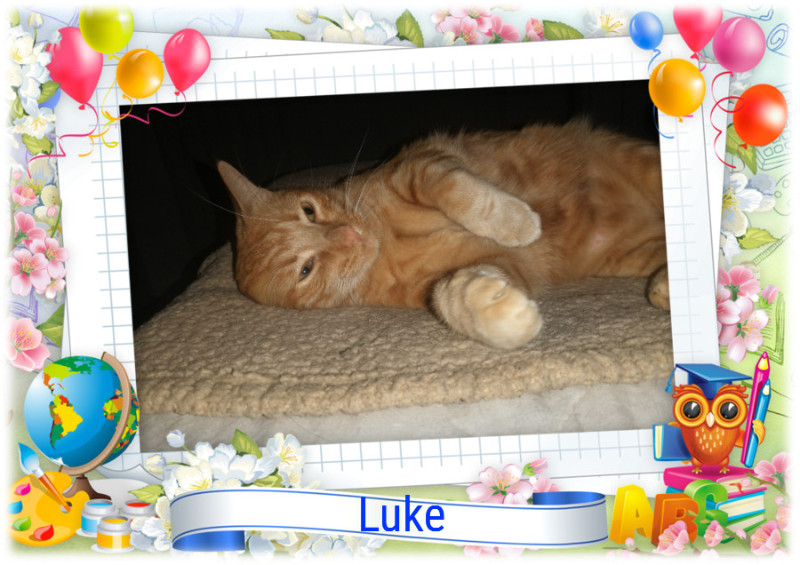 Luke of the thebugster08 family