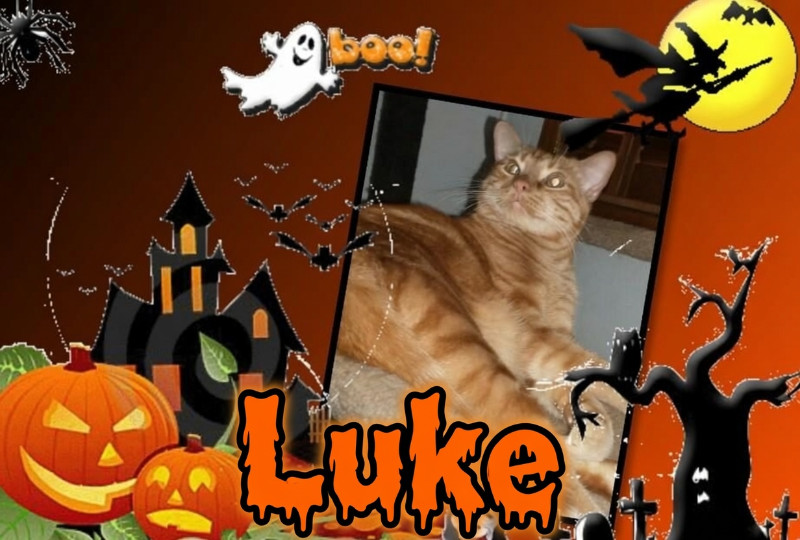 Luke of the thebugster08 family