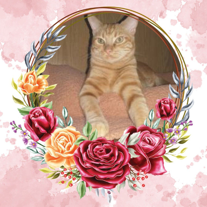 thebugster08 uploaded   92  day/s  ago