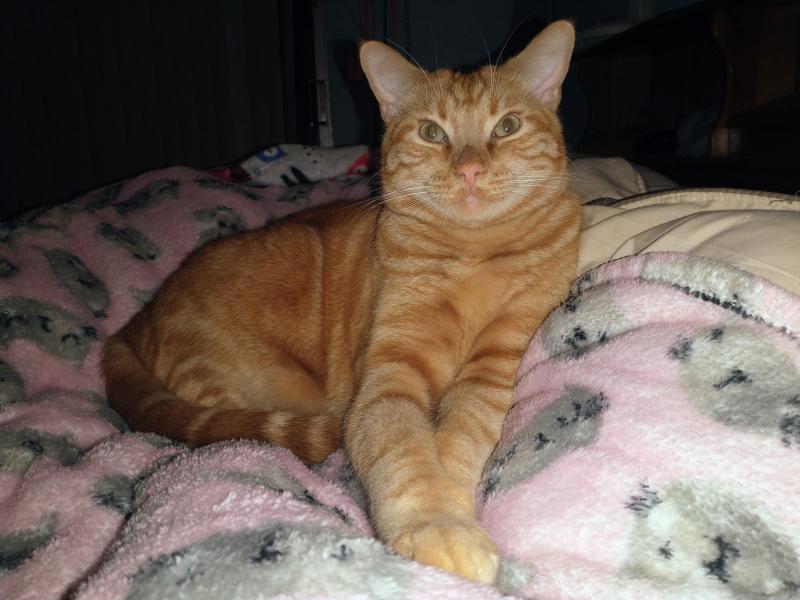 Luke of the thebugster08 family