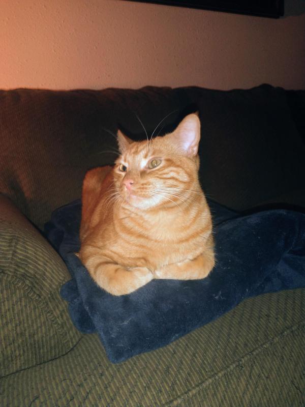 Luke of the thebugster08 family