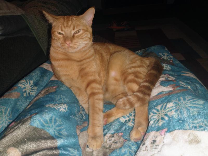 Luke of the thebugster08 family