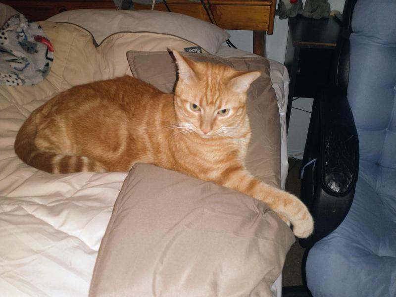 Luke of the thebugster08 family