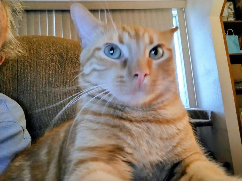 Luke of the thebugster08 family