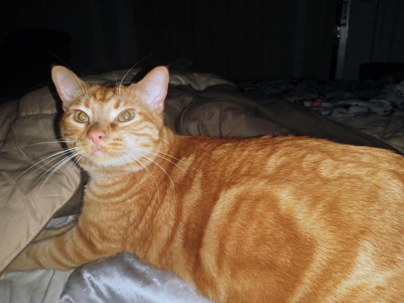 Luke of the thebugster08 family