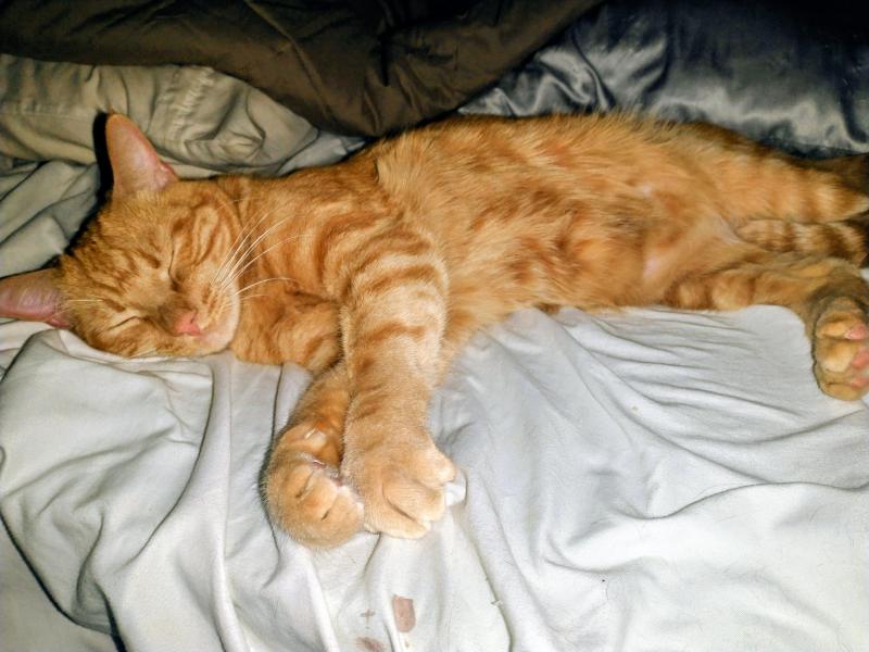 Luke of the thebugster08 family