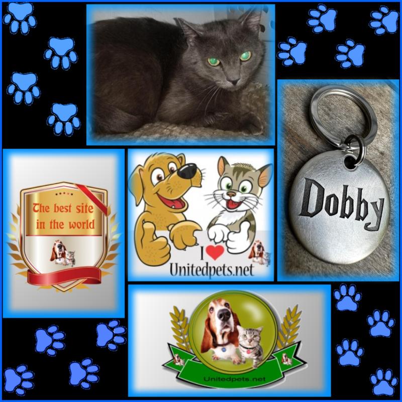Dobbi of the thebugster08 family
