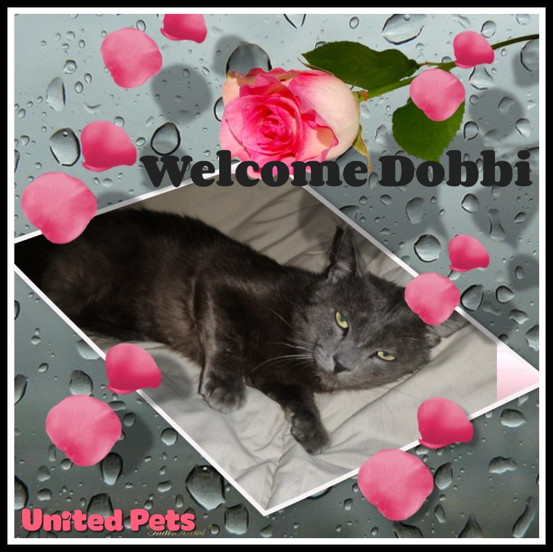 Dobbi of the thebugster08 family