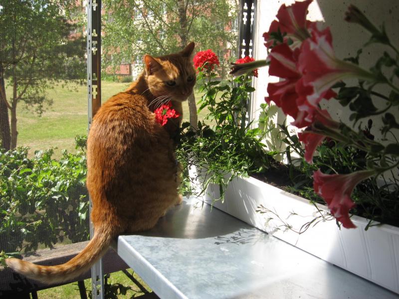 triina uploaded   9 year/s ago