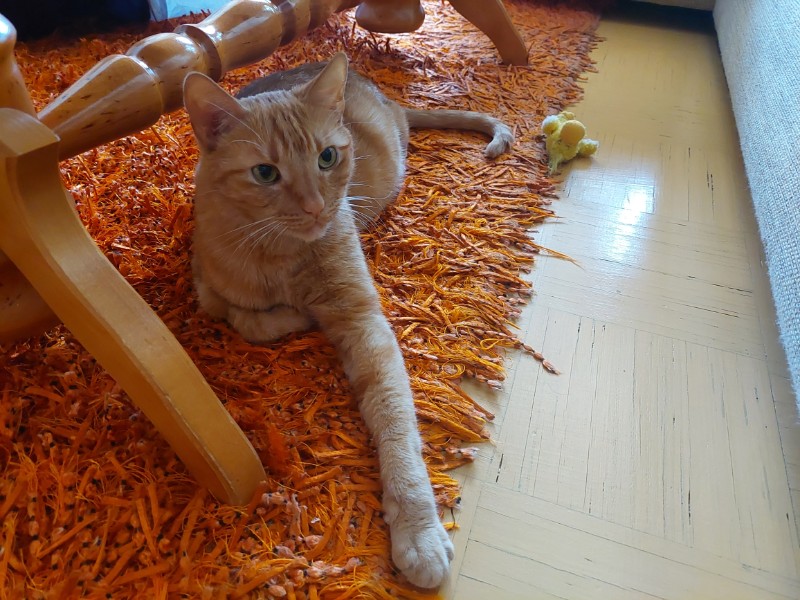 Nurr of the triina family