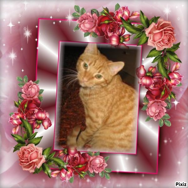 Nurr of the triina family