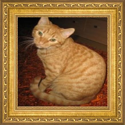 Nurr of the triina family