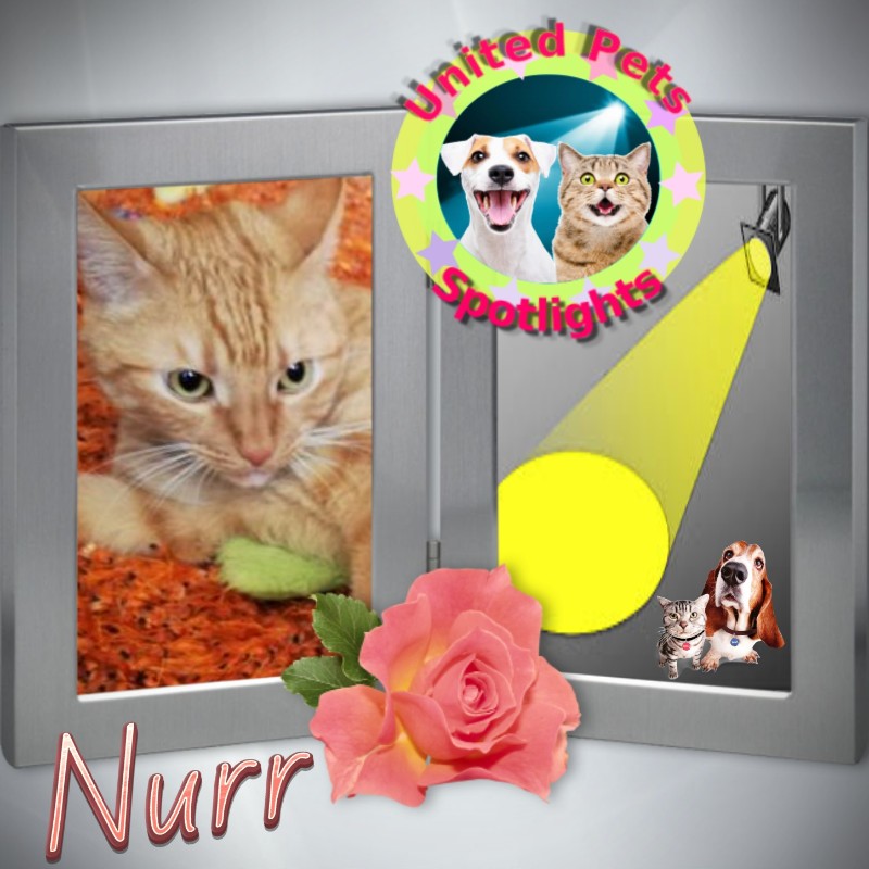 Nurr of the triina family