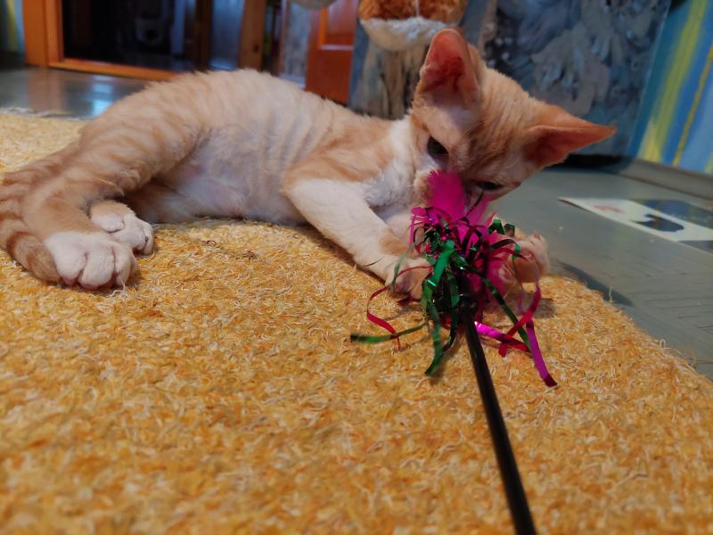 Jessy of the triina family