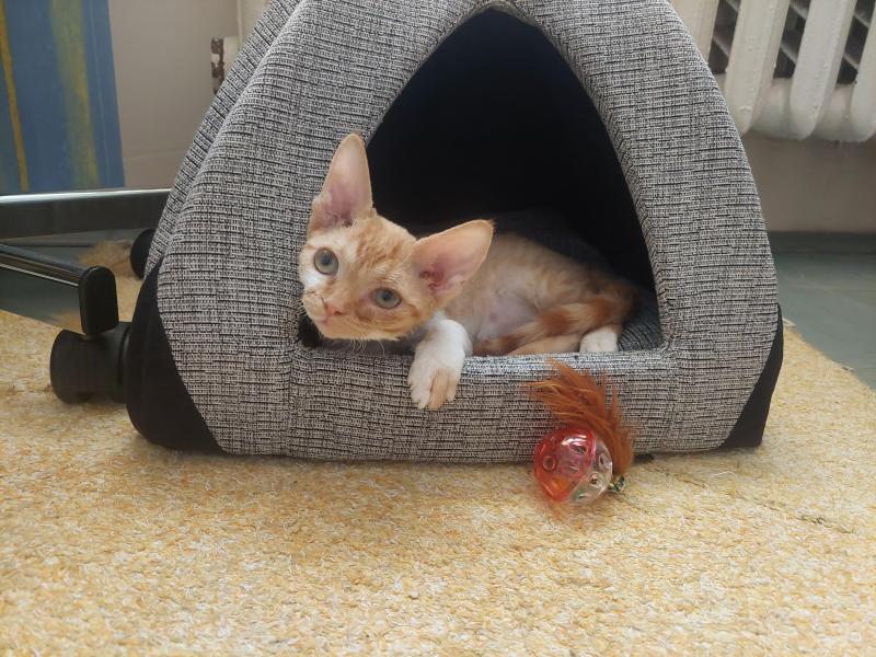 Jessy of the triina family