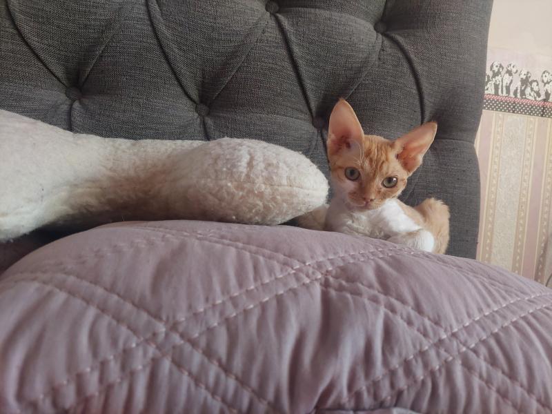 Jessy of the triina family