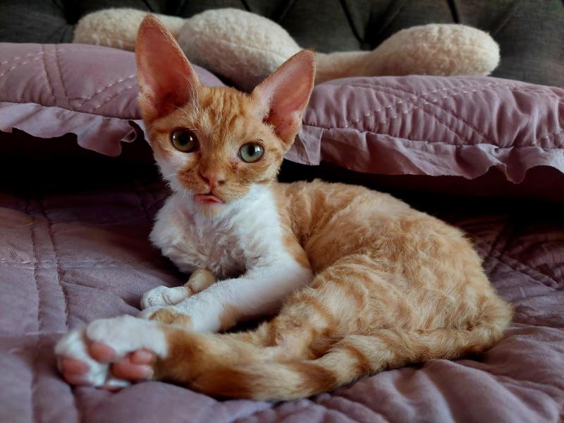 Jessy of the triina family