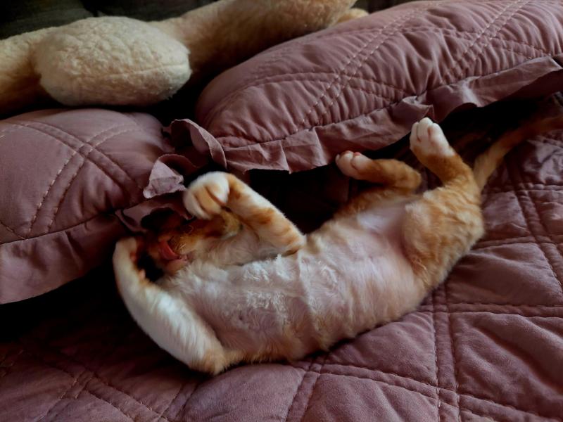 Jessy of the triina family