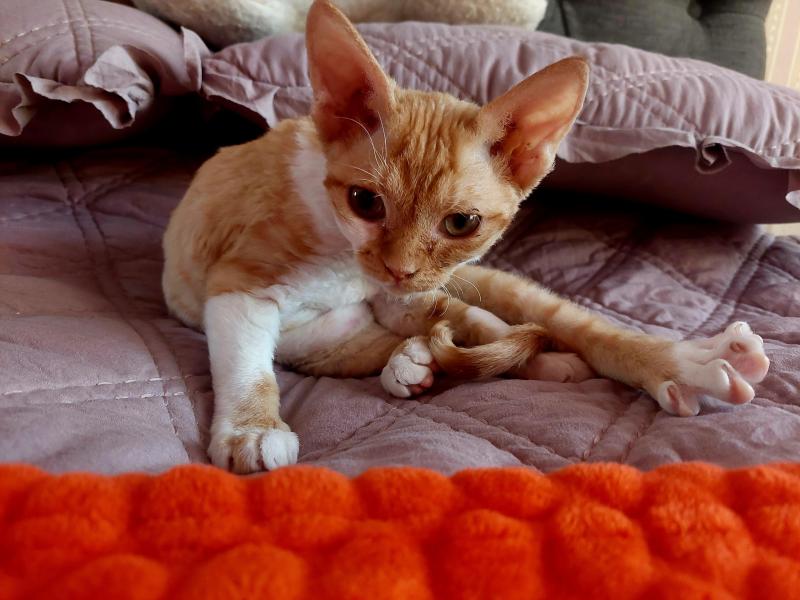 Jessy of the triina family