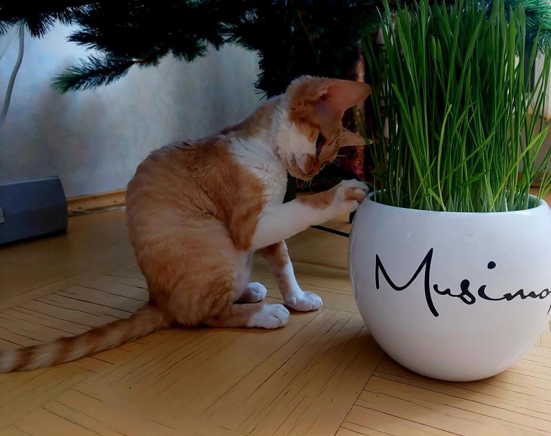 Jessy of the triina family