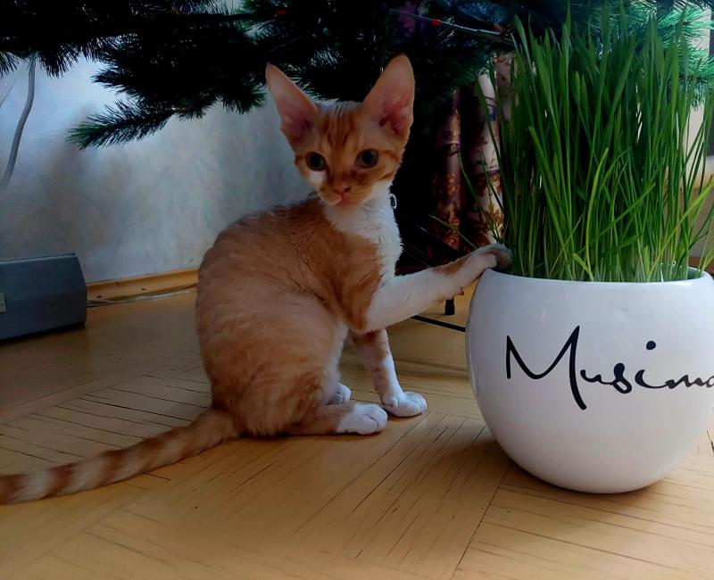 Jessy of the triina family