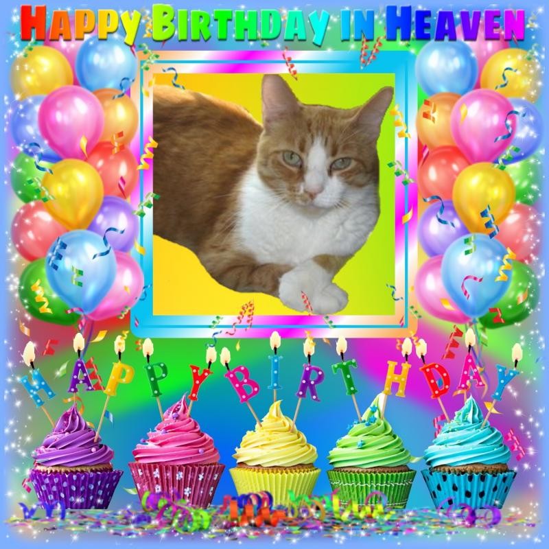 Angel Kibbles of the ups98 family