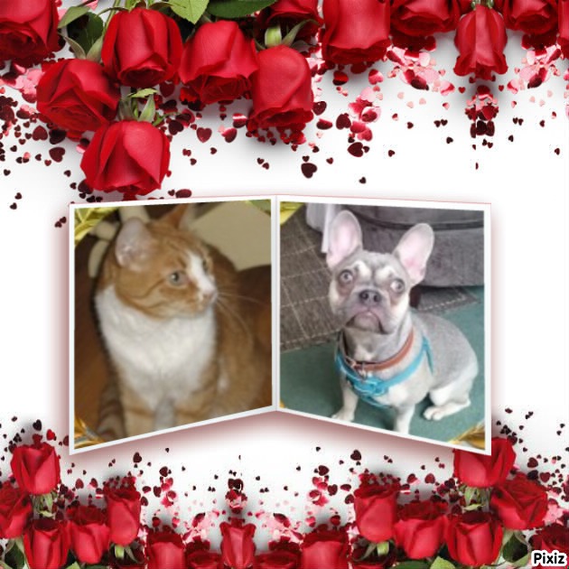 Angel Kibbles of the ups98 family