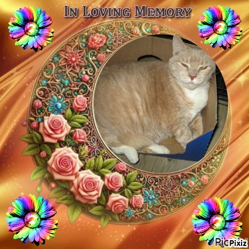 Angel Cleopatra of the ups98 family