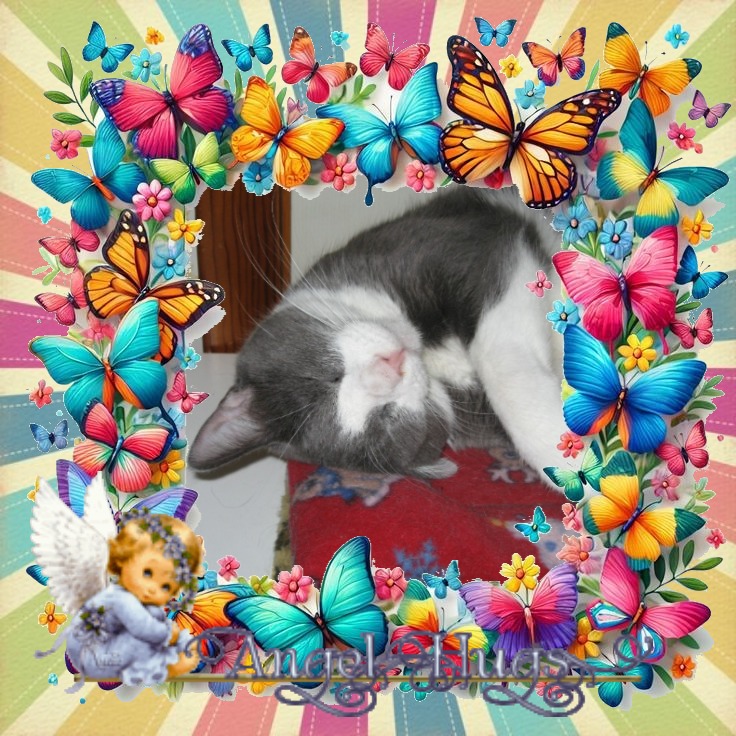 Angel Harley of the ups98 family