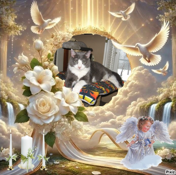 Angel Harley of the ups98 family
