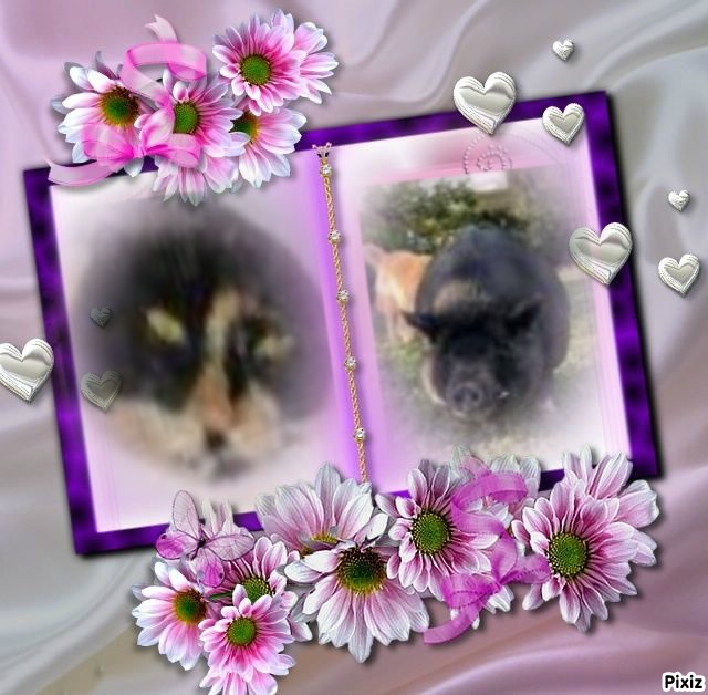 Angel Miyoko of the ups98 family