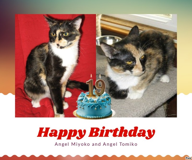 Angel Miyoko of the ups98 family