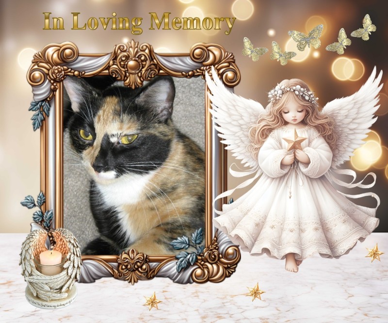 Angel Tomiko of the ups98 family