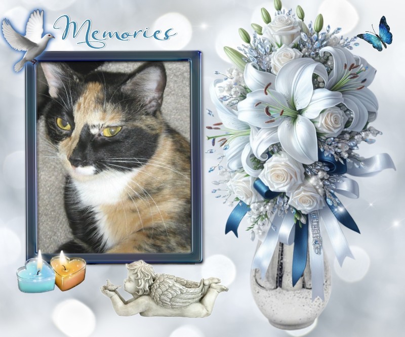 Angel Tomiko of the ups98 family