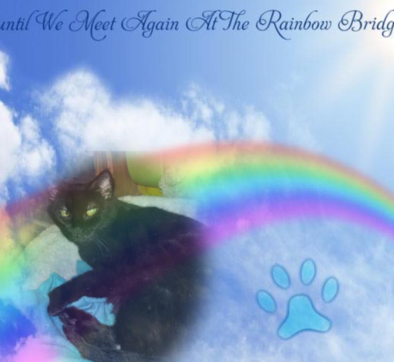 Angel Pj of the ups98 family