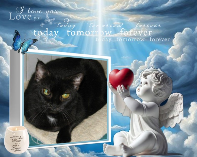 Angel Pj of the ups98 family