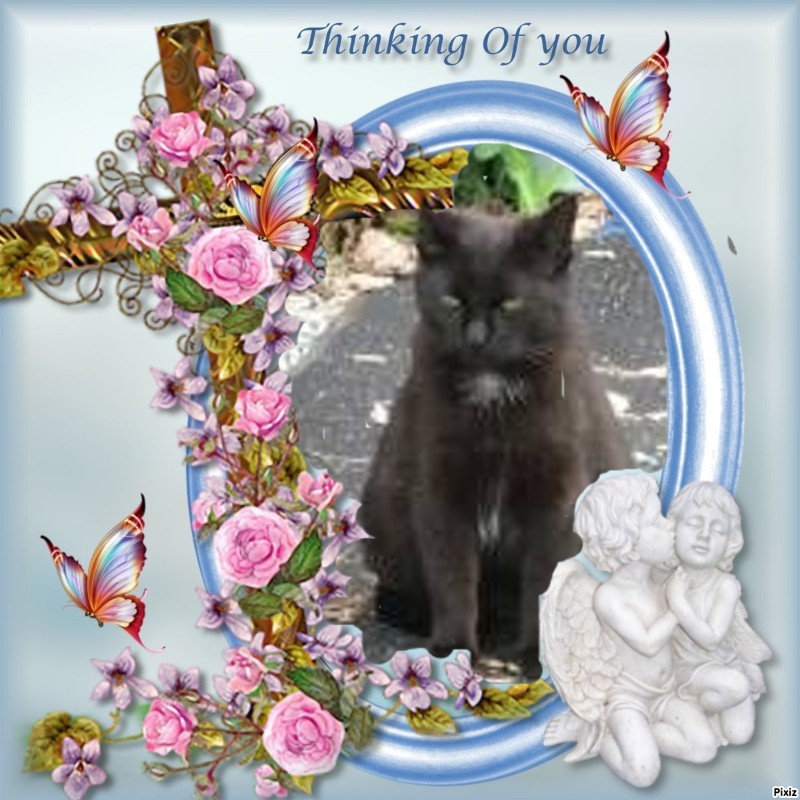 Angel Pj of the ups98 family