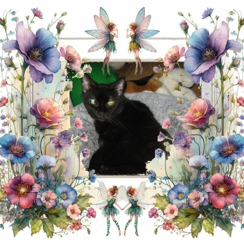 Angel Pj of the ups98 family