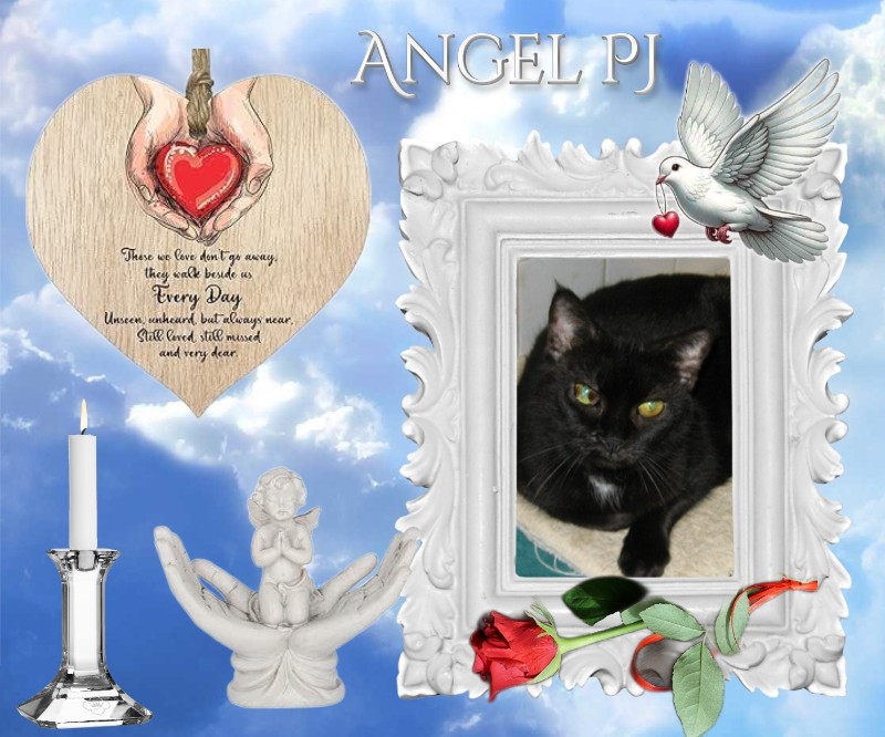 Angel Pj of the ups98 family